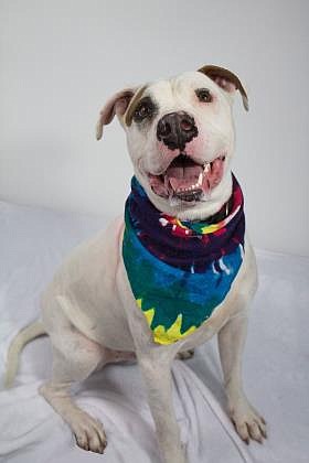 Mack is what they call me. I’m a large, male terrier and pit bull mix. I’ve had it pretty rough in the four years I’ve been around. I was at GCAO, then I got adopted. I was out for nine months before an officer brought me back. I have some new scars and hearing loss – no, I don’t want to talk about it. They say I’ve come pretty far though. New people still make me nervous, but once I get to know you I am playful and talkative, and I love attention and taking walks. I’m good with some dogs, but keep those cats and weird livestock animals away from me. I have been neutered.