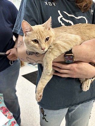 Hello there. My name is Oatmeal. They tell me it's some sort of food, but it sounds weird to me. Anyway, I am a domestic shorthair mix, and I am about one and a half years old. I am a small male cat, but so are the rest of these cats in here, so I don’t mind too much. I haven’t been declawed and they don’t know if I’m housetrained or not. Come over and we can hang out.