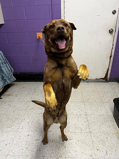 Hi, hi, hi! Hello. My name is Rufus, I’m a big guy. I am a four-year-old shepard mix. If you couldn’t tell already, I have lots of energy I need to burn off. I would make a great hiking and adventure buddy. Oh, that sounds so fun, can we go hiking, please? I am extremely food-motivated and ready to learn. I am good with some dogs, and I just love people. I would be better in a home with older kids as I like to jump. If you have a cat, I don’t really know how to feel about those things.