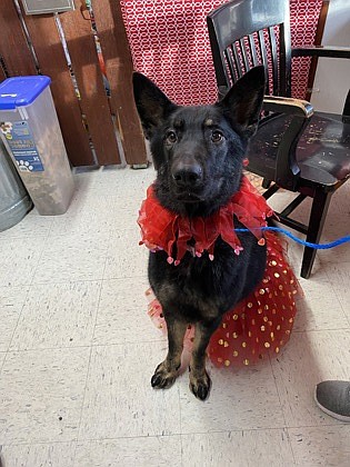 Hi, my name is Stormy! I am a five-and-a-half-year-old German shepherd mix. I am a large female, so I don’t mind dressing up every once in a while. Just look at that silly costume. I am a bit shy at first but I warm up quickly. I’m quite a talker once I get warmed up, but I listen well too, so don’t worry. I’m smart, too, and I’m working on learning to sit and lie down. I really enjoy a good walk, too – all that fresh air! I’m good on a leash, I just like to walk.