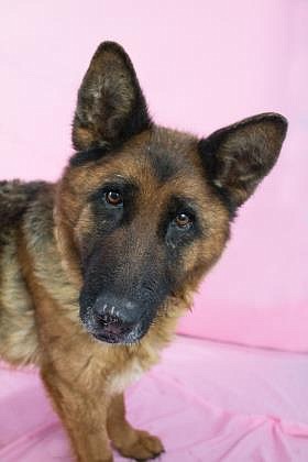 Hello there. I’m Teddy. Nice to meet you. I am an 11-year-old – going on 12 – spayed, medium-sized German shepherd mix. I came into the shelter with my son Bear, who I am bonded to. I love being outside doing my own thing as long as Bear is in my sight. I get very anxious if I can’t see him. I also love being brushed and being pet. I am good with most dogs, people and kids but I am very scared of cats. We don’t like cats in this family.