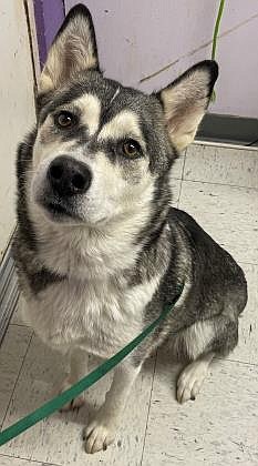 I’m Valkyrie, though when I was here at the GCAO before they called me Chucha. I was adopted for about a year, but they brought me back. I’m almost seven years old, and a spayed female Siberian husky mix. I'm very sweet, independent and food-motivated, but at times I can be stubborn. I love to nap and I like lunging around until someone brings out the peanut butter (I LOVE peanut butter). I need to work on not pulling while on a leash, and I can’t be in a home with any other animals.