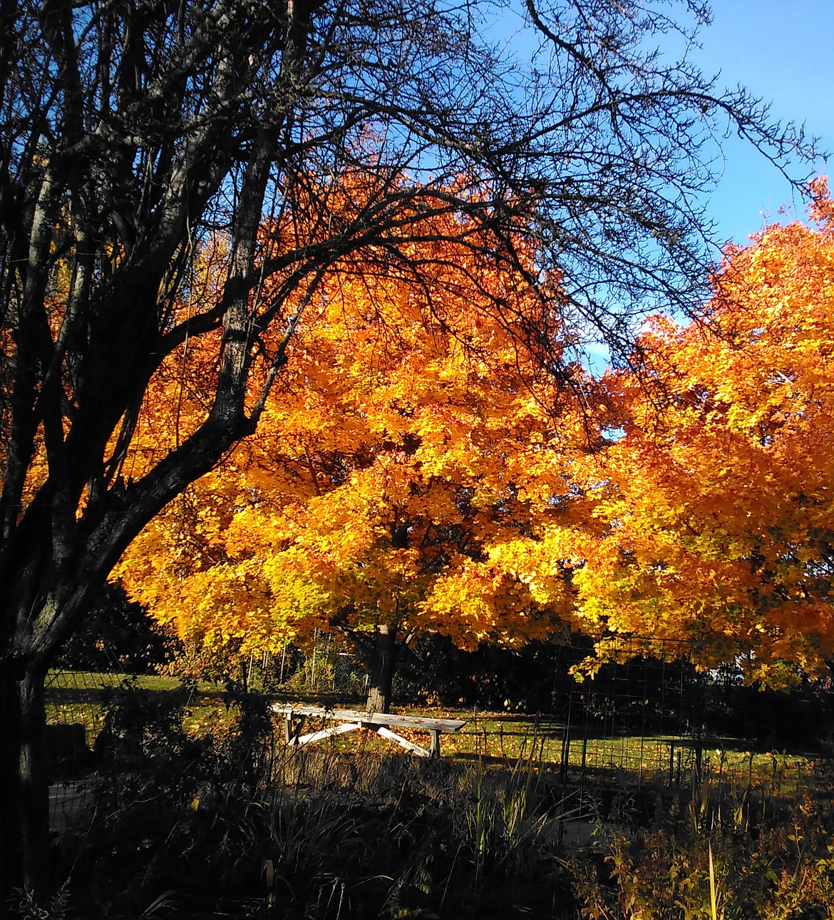 Albert De Armas shared this Best Shot in late October showing the contrast between the beautiful golden leaves on the trees, and the trees that have already lost them. If you have a photo that you took that you would like to see run as a Best Shot or I Took The Bee send it to the Bonner County Daily Bee, P.O. Box 159, Sandpoint, Idaho, 83864; or drop them off at 310 Church St., Sandpoint. You may also email your pictures to the Bonner County Daily Bee along with your name, caption information, hometown, and phone number to news@bonnercountydailybee.com.