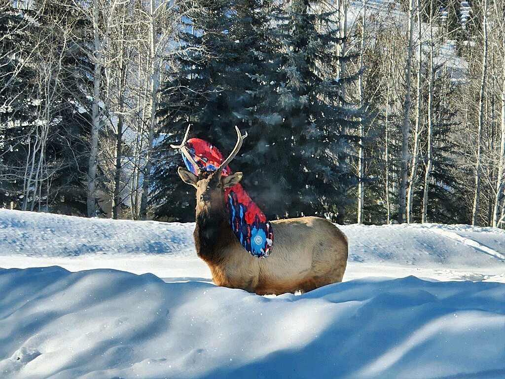 A bull elk with a plastic sled entangled in its antlers in the Wood River Valley.