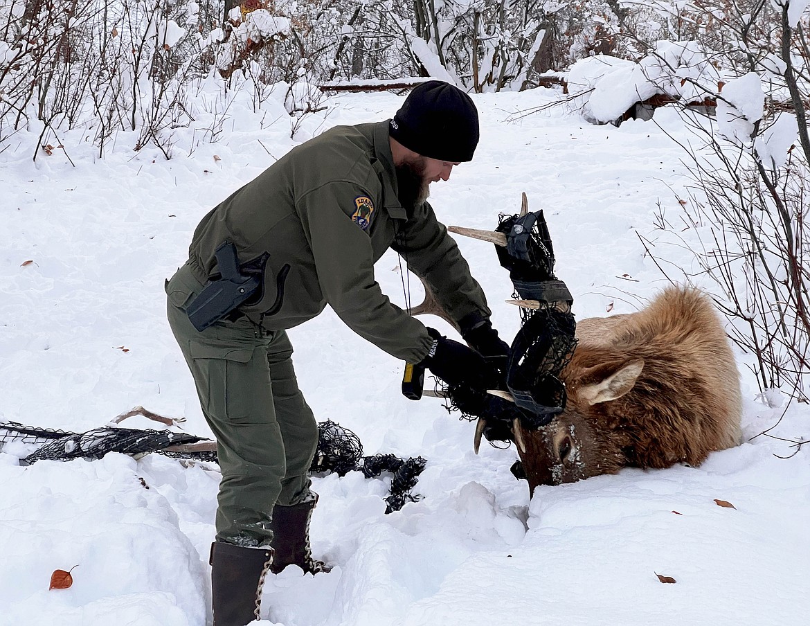 Senior Conservation Officer Wampler cuts a tennis court net from the antlers of a bull elk in the Wood River Valley.