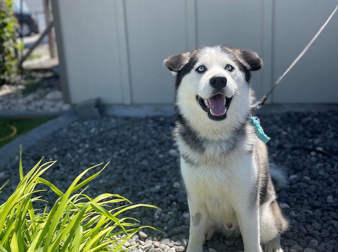 A husky mix sits on a leash outside Adams County Pet Rescue’s facility in Othello. All proceeds of the Dec. 2 Run, Run, Rudolph 5K Fundraiser will be donated to ACPR.