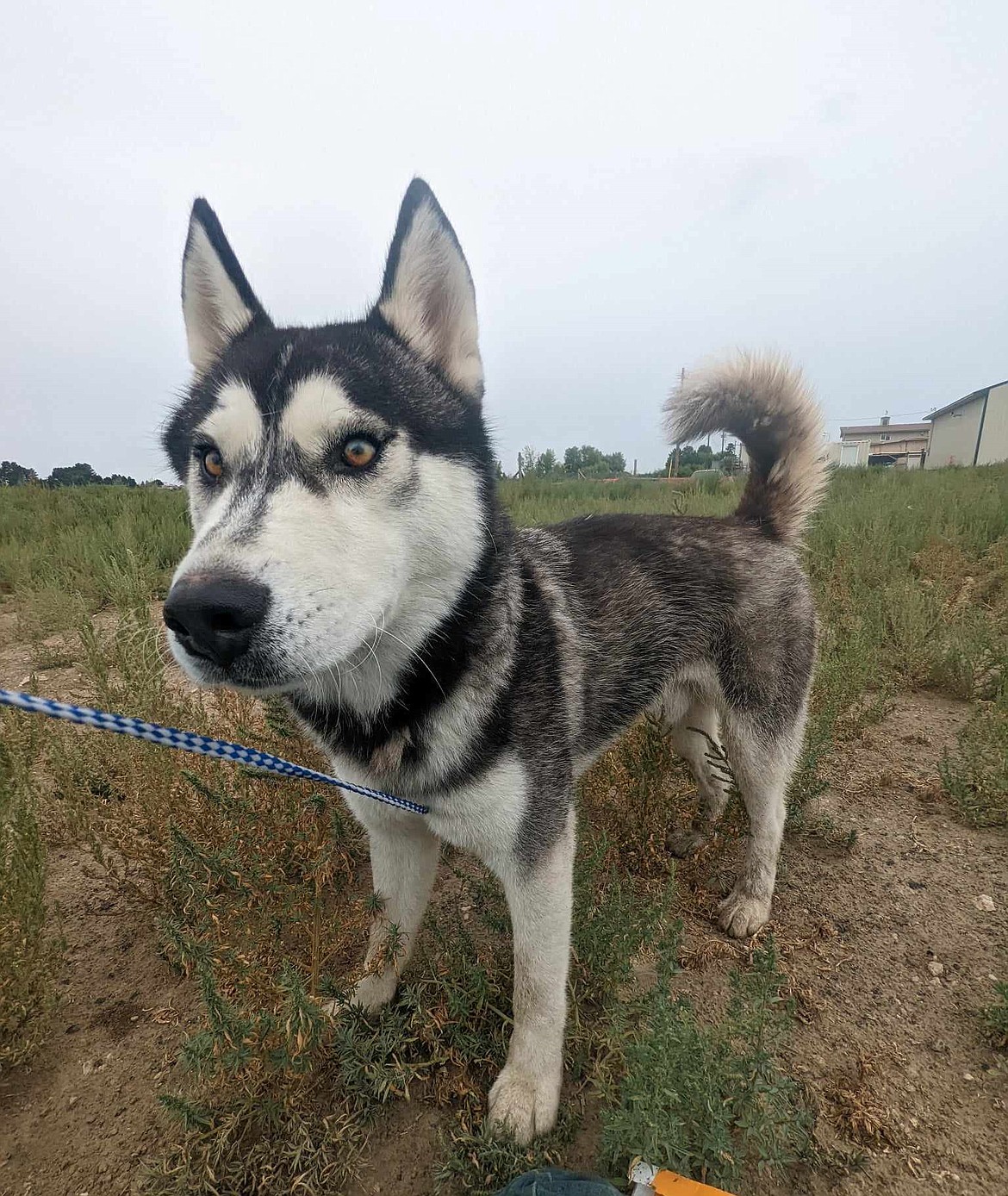 A husky being sheltered at Adams County Pet Rescue. ACPR will bring several huskies to participate in the Run, Run, Rudolph 5K Fundraiser for ACPR Dec. 2.