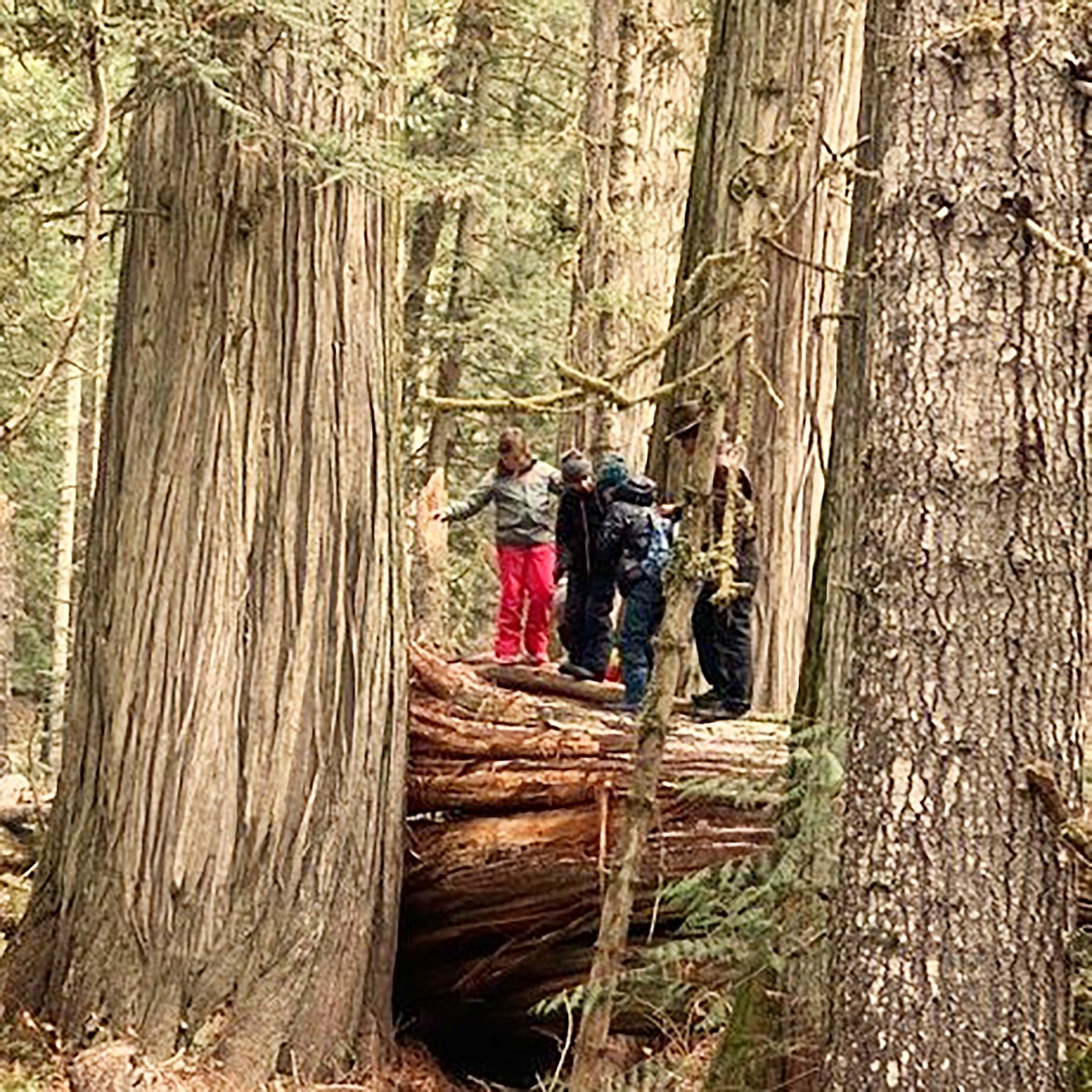 Ms. Knighton's fifth-grade Sandpoint Waldorf School class are pictured during a field trip to 'Ross Creek Cedars' in Montana. It was a chilly day, spent climbing, exploring, laughing, and learning, SWS staff said in a Facebook post, noting the class has just wrapped up their botany unit.