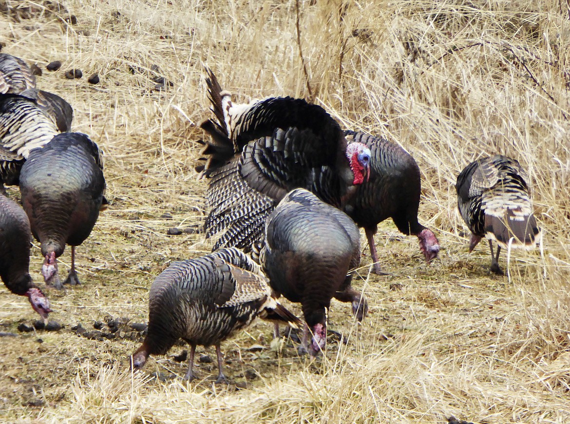 Among the topics set for discussion at a series of open houses by Idaho Department of Fish and Game would be creation of an archery-only spring wild turkey hunt in the Panhandle region.
