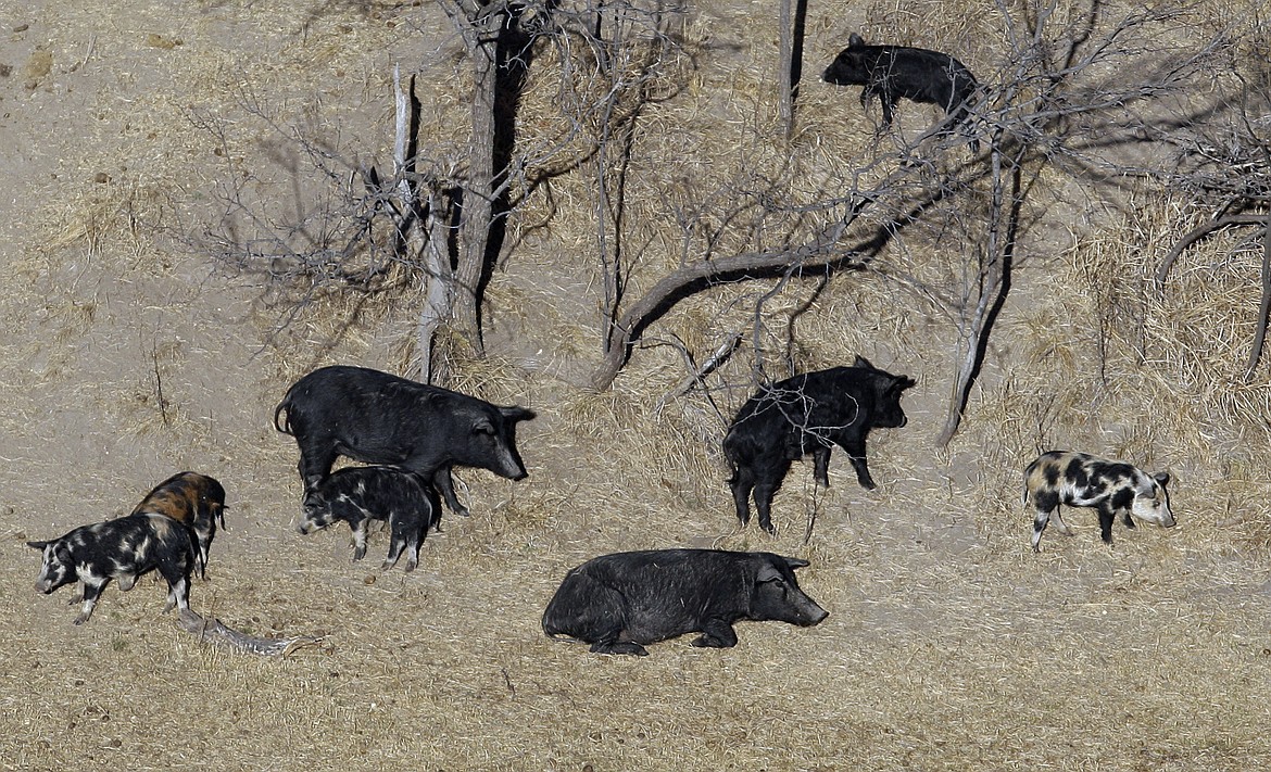 In this Feb. 18, 2009 file photo, feral pigs roam near a Mertzon, Texas ranch. Minnesota, North Dakota and Montana and other northern states are making preparations to stop a threatened invasion from Canada. Wild pigs already cause around $2.5 billion in damage to U.S. crops every year, mostly in southern states like Texas. But the exploding population of feral swine on the prairies of western Canada is threatening spill south. (AP Photo/Eric Gay, File)