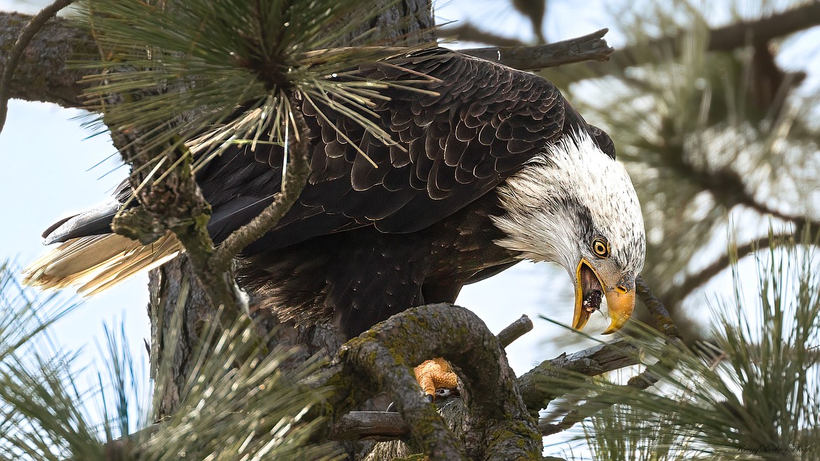 A bald eagle in action at Higgens Point.