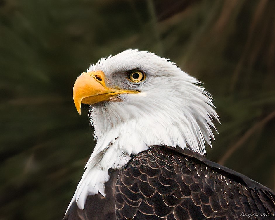 A bald eagle looks around at Higgens Point.