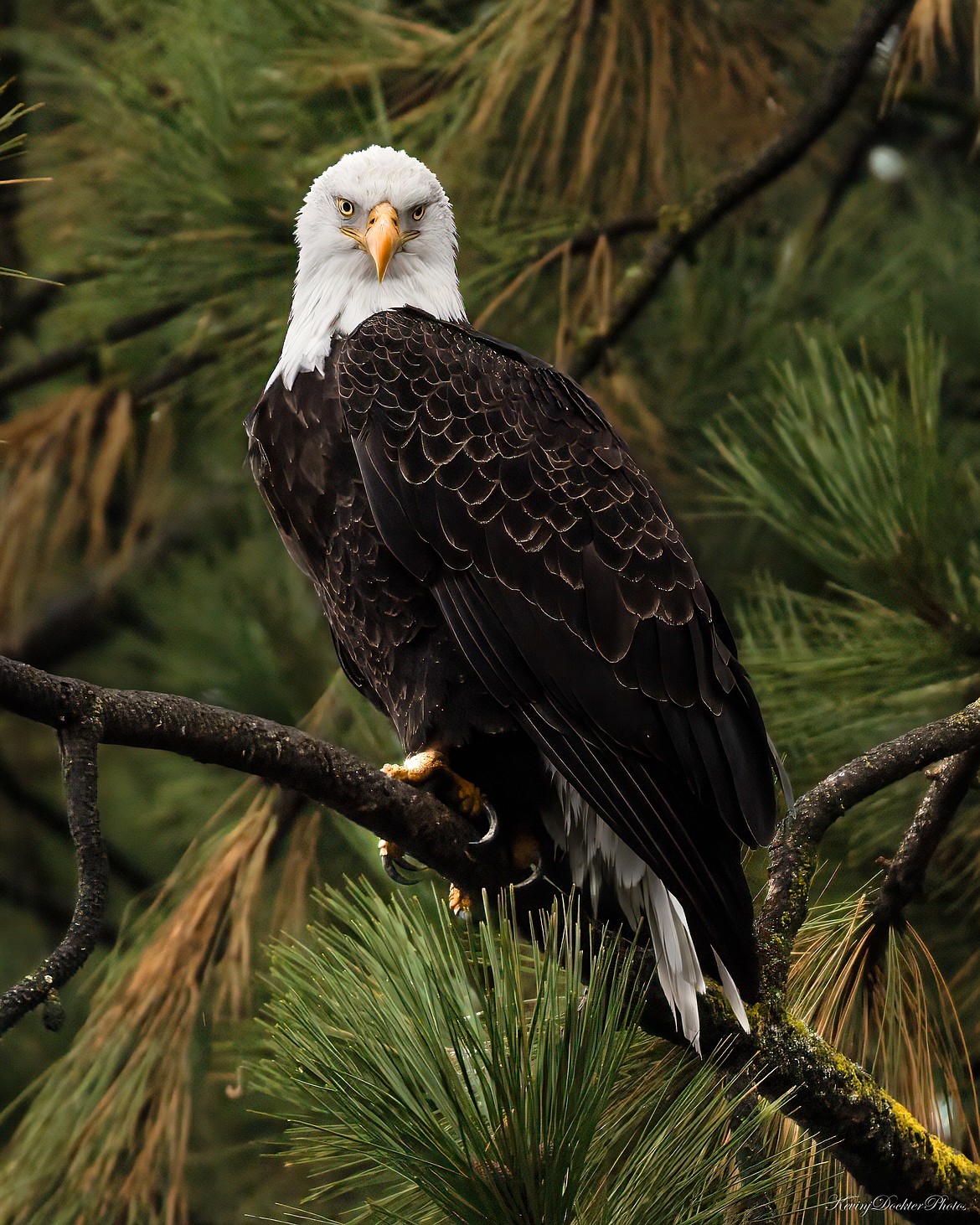 A bald eagle surveys its surroundings at Higgens Point.