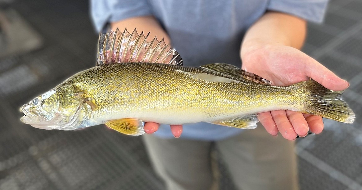 A walleye program on Lake Pend Oreille has been largely successful but will likely need to continue indefinitely to balance the lake’s predator and prey populations and sustain one of the most popular recreational fisheries in Idaho.