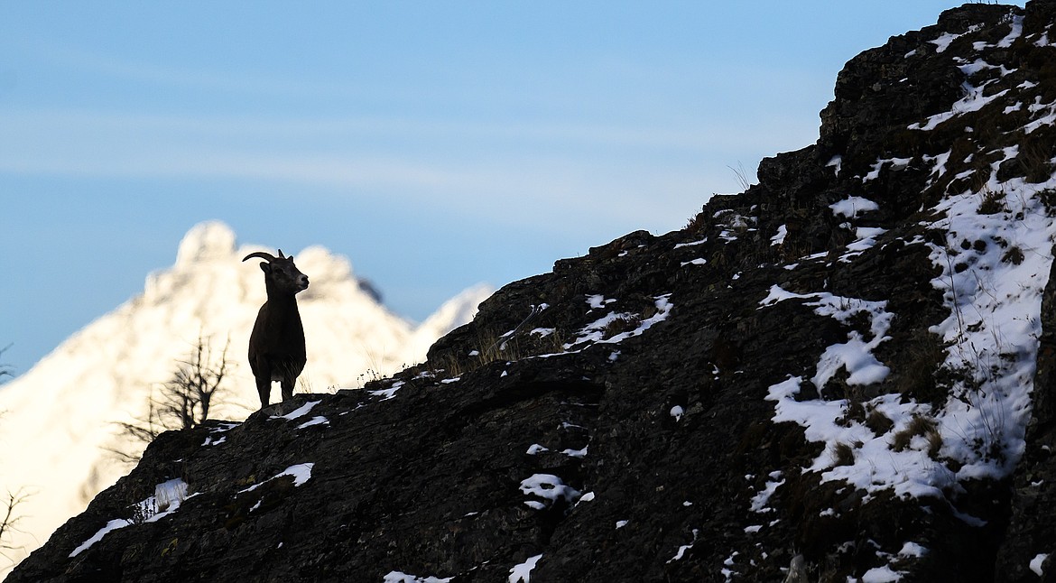 A ewe surveys the landscape. (Chris Peterson photo)
