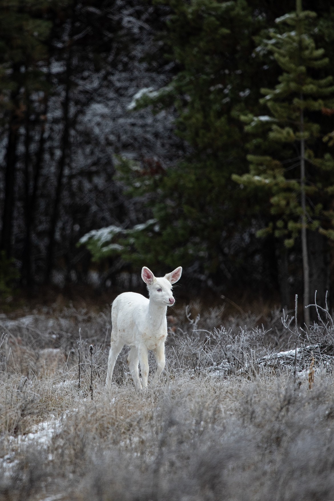 The piebald fawn ventures out into an open field. (Avery Howe photo)