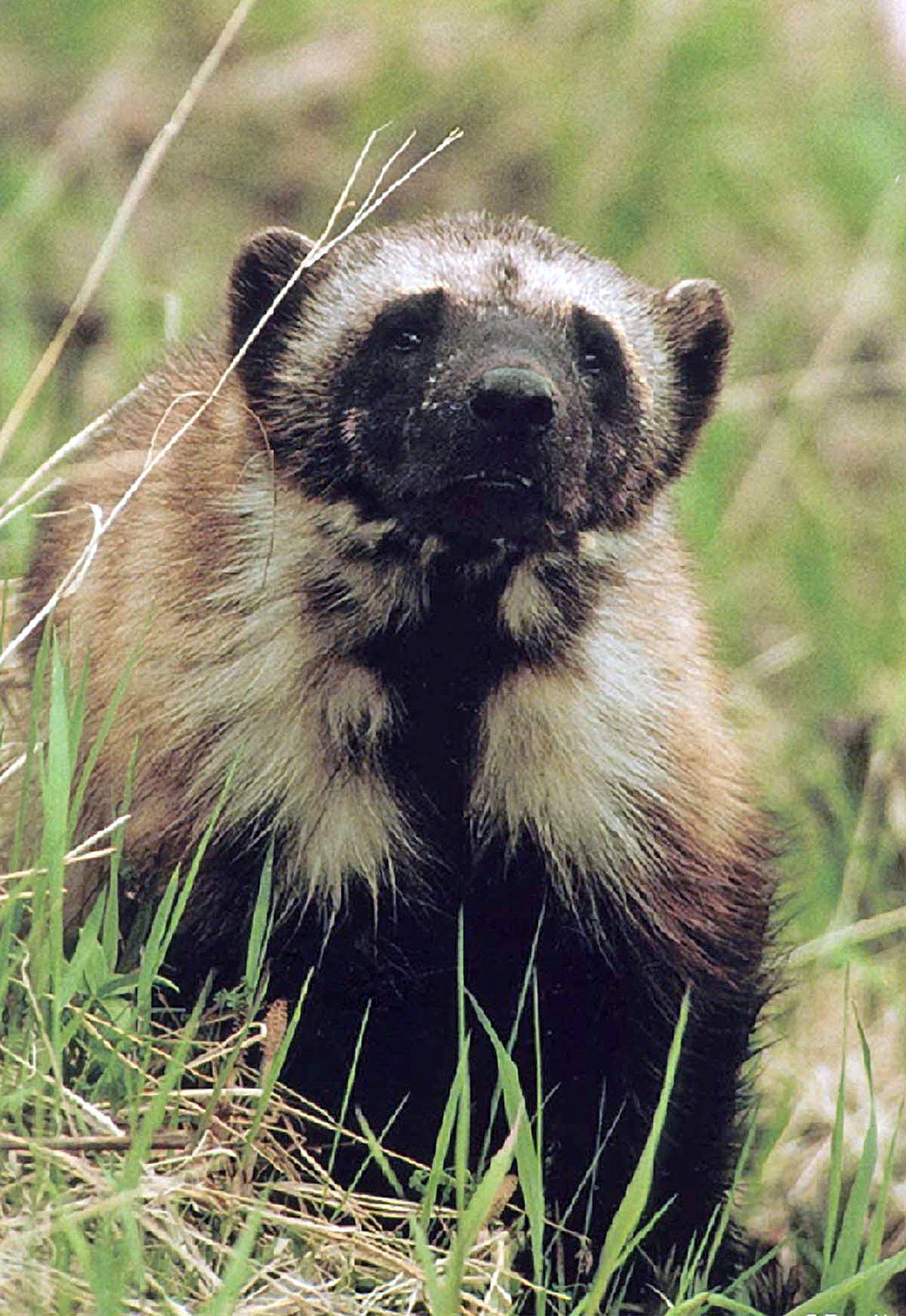 This undated file photo shows a wolverine in Montana's Glacier National Park. Scientists say climate change could harm populations of the elusive animals that live in alpine areas with deep snow. (Jeff Copeland/Glacier National Park/The Missoulian via AP, File)