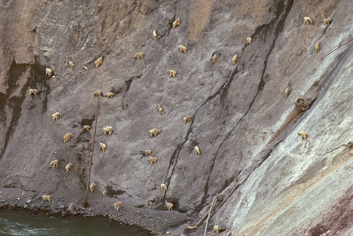 Harada said this photo has the most goats he's every captured in one frame, some 40 of them hanging out at Goat Lick in Glacier National Park. (courtesy of Sumio Harada)