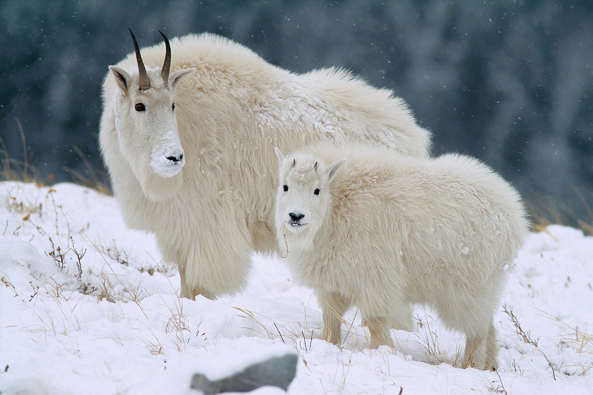 Mountain goats are by far Harada's favorite subject, dedicating his career to capturing images of them, particularly in the winter time. (courtesy of Sumio Harada)