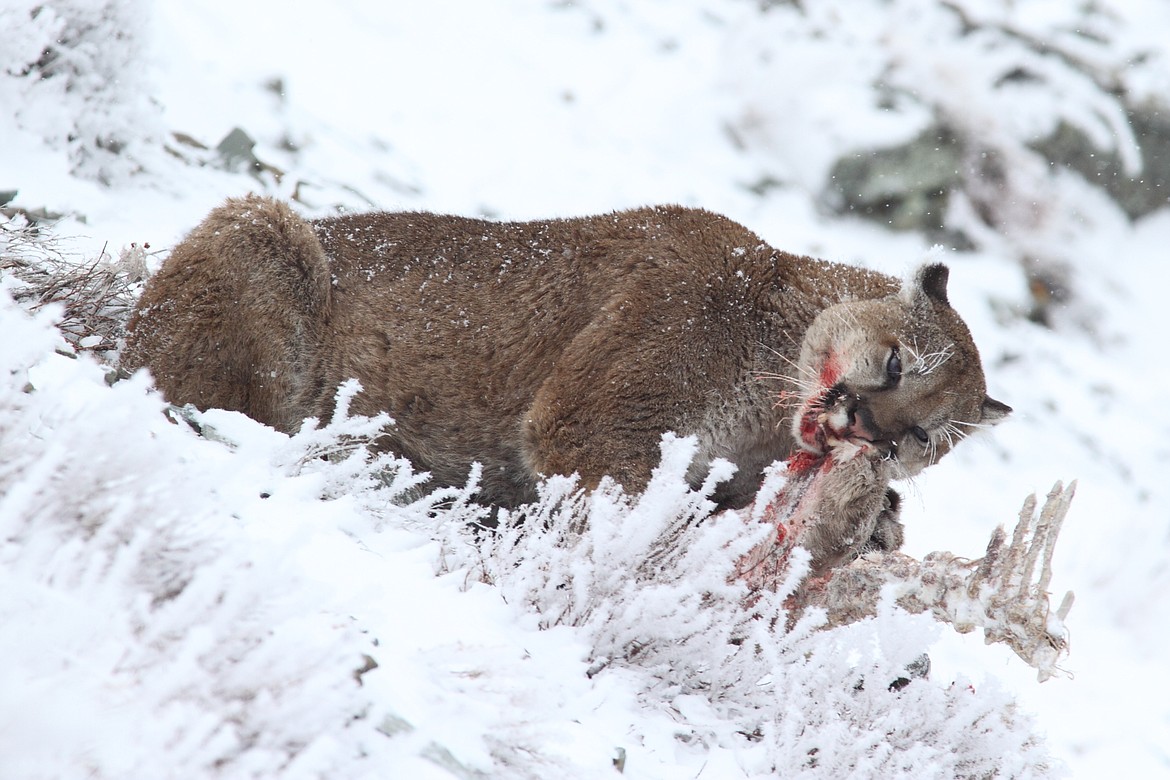 Harada captures a photo of a mountain lion devouring what's left of a mountain goat. (courtesy of Sumio Harada)