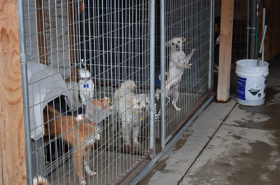 Dogs sheltered in an exterior enclosure at Adams County Pet Rescue’s facility on Bench Road in Othello. Monday’s regular Othello City Council meeting featured a discussion of ACPR’s contract with the city.