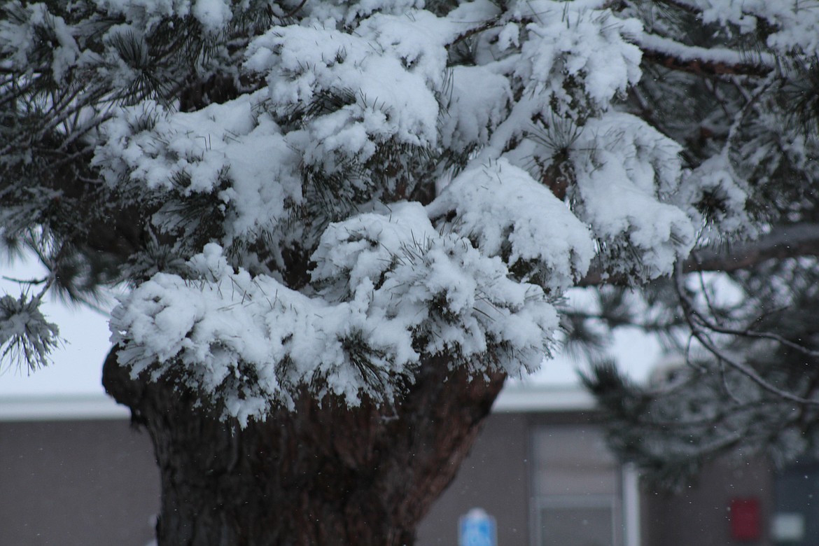 Snow covers a pine tree last winter. The first snowstorm of the winter is forecast to bring a little snow to the valleys, but a lot to the mountains, at least until it starts raining.