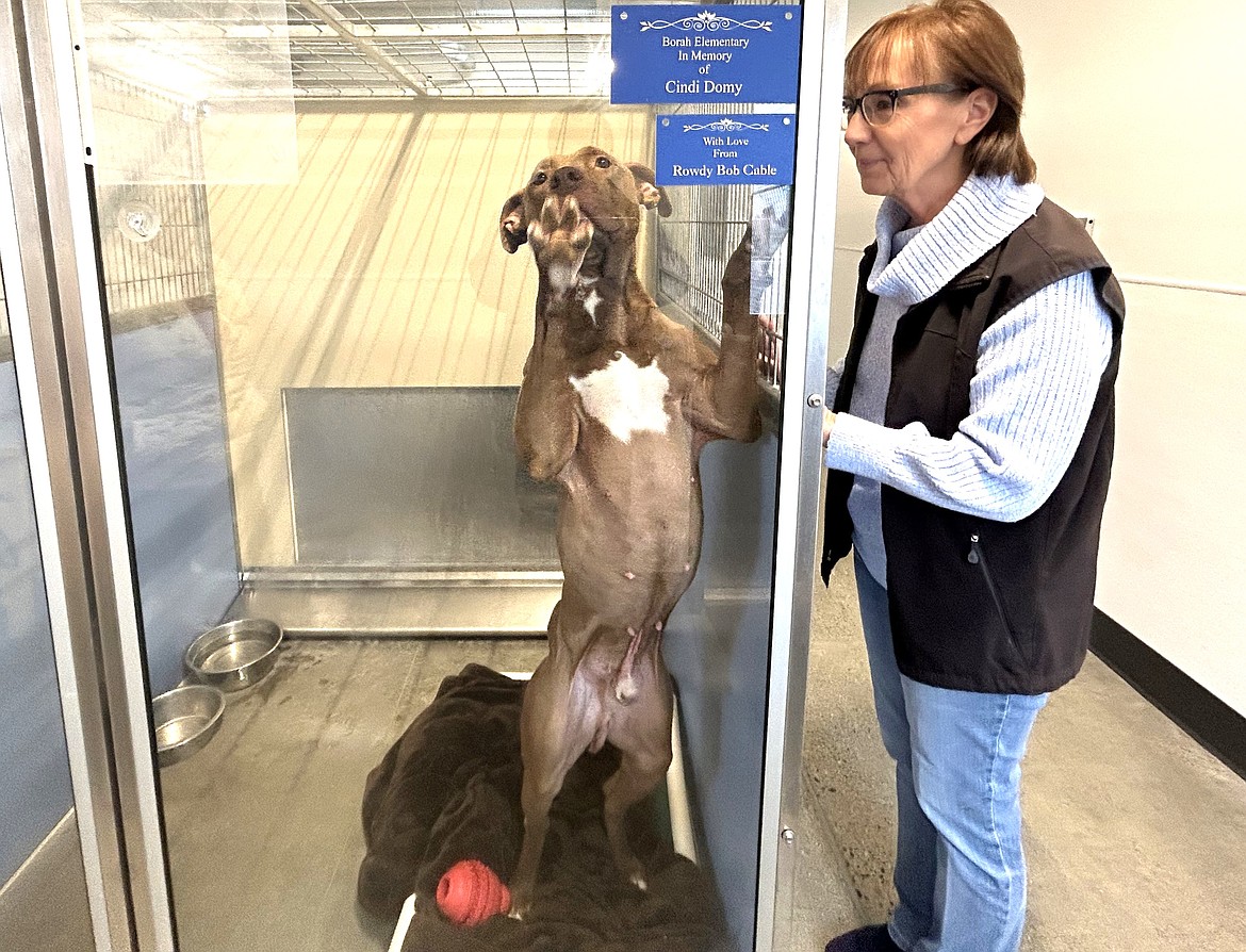 Companions Animal Center Development Director Vicki Nelson checks on Hugo, a terrier/American pit bull mix, on Thursday.