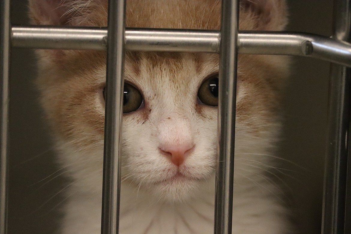 A kitten in a medical holding area at Companions Animal Center looks out from its kennel.