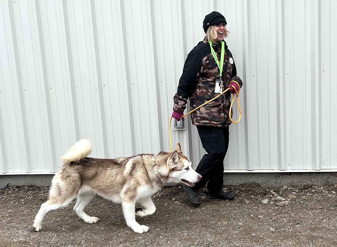 Volunteer Christina Hull walks Nala at Companions Animal Center on Thursday.