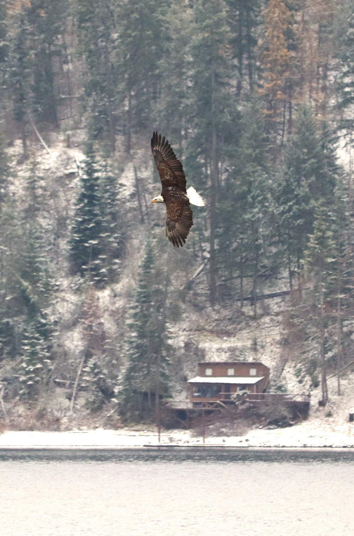 A bald eagle soars over Lake Coeur d'Alene on Friday.