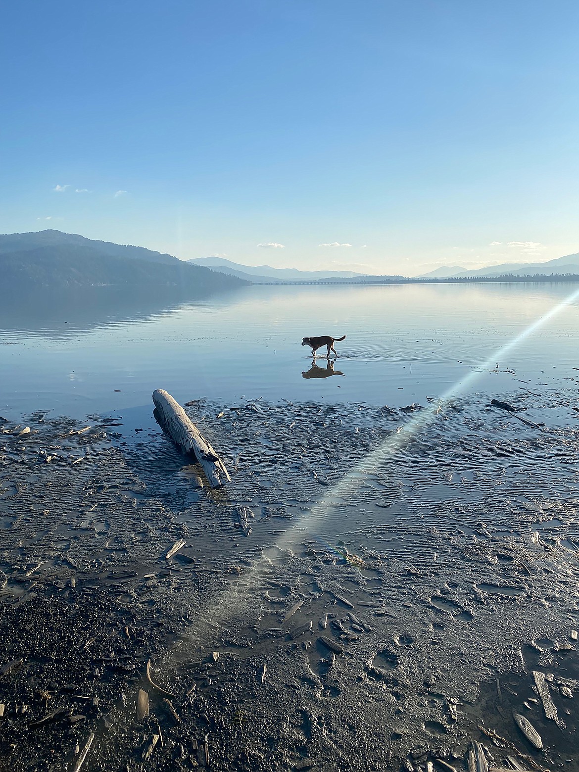 Mike Eisenstat captured this Best Shot of a happy dog exploring the beach. If you have a photo that you took that you would like to see run as a Best Shot or I Took The Bee send it in to the Bonner County Daily Bee, P.O. Box 159, Sandpoint, Idaho, 83864; or drop them off at 310 Church St., Sandpoint. You may also email your pictures in to the Bonner County Daily Bee along with your name, caption information, hometown and phone number to bcdailybee@bonnercountydailybee.com.