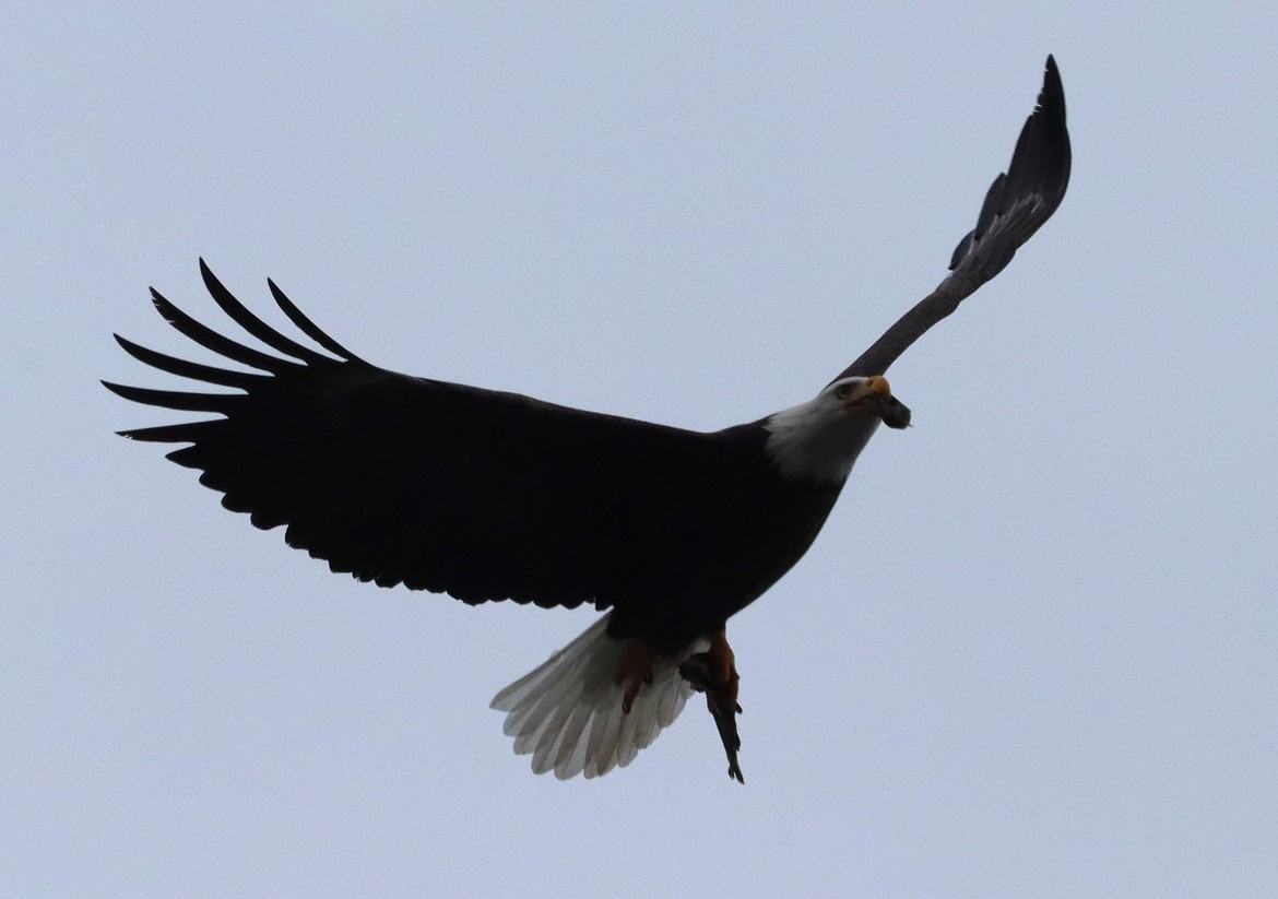 An eagle flies away with a fish on Friday.