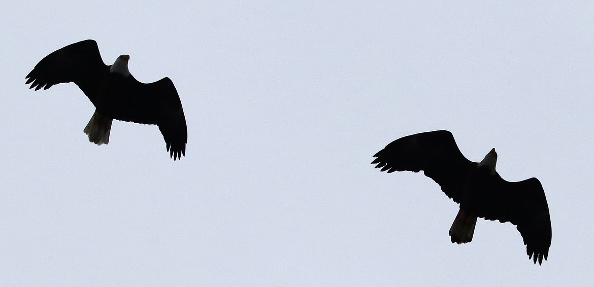 Two eagles fly high near Lake Coeur d'Alene on Friday.