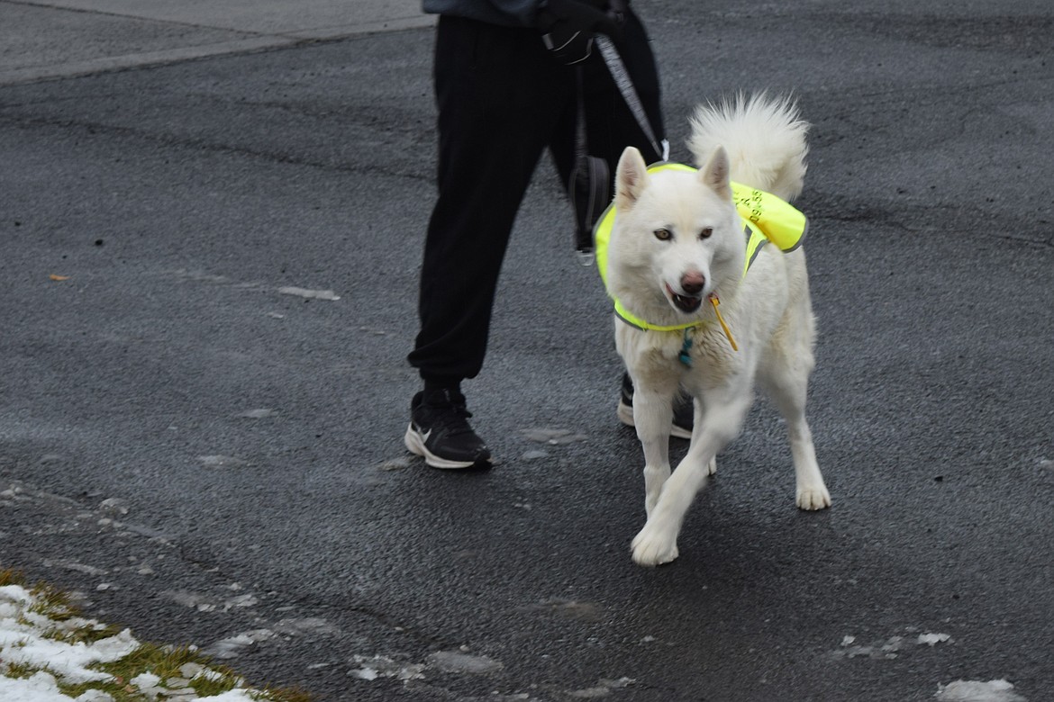 Adams County Pet Rescue volunteers brought several huskies and other dogs to the Run, Run, Rudolph 5K race Saturday to walk or run alongside the participants. All the proceeds of the race were donated to ACPR.