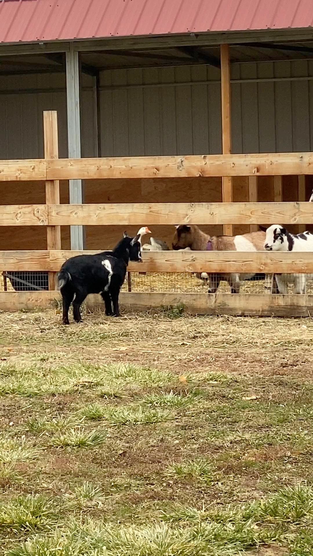 Some goats have a visit along the fence at Cloudview Farm. The local agribusiness spot is looking at starting goat yoga and may open a petting zoo in the near future to allow more interactions between people and animals.