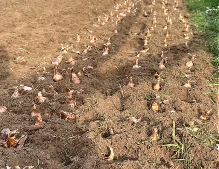 Cloudview Farm has planted thousands of flower bulbs in preparation for its spring celebration in 2024.