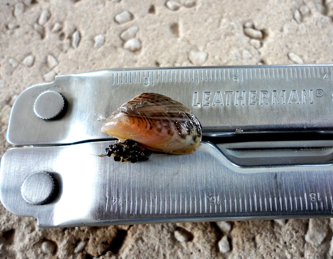 Adult quagga mussels are small, about the size of a person's thumbnail.