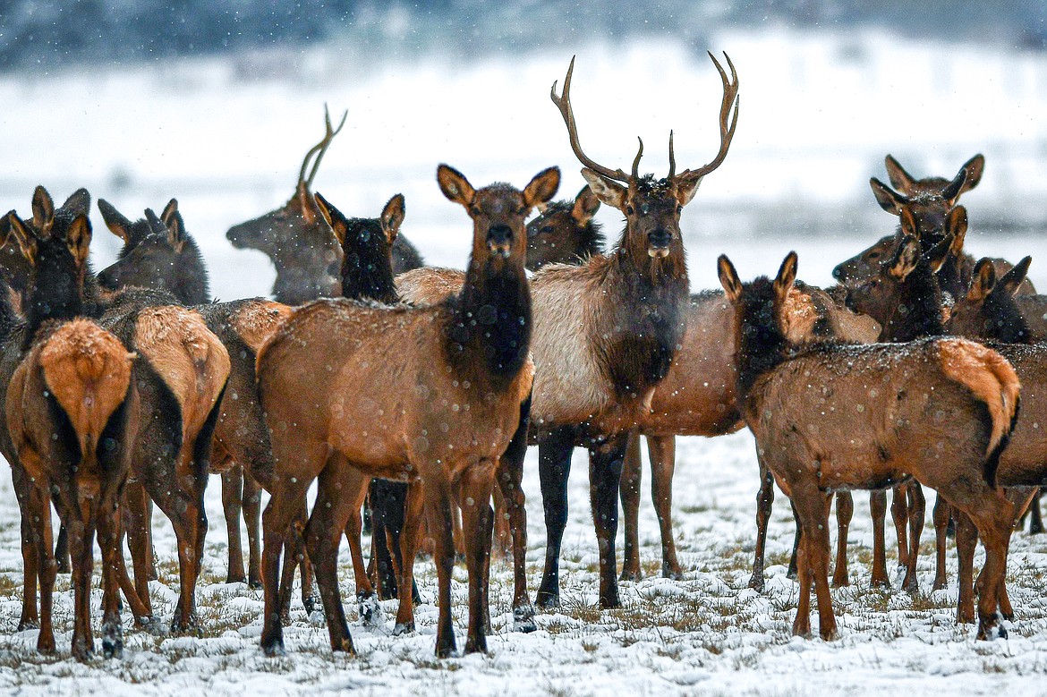 A herd of elk graze in a field near Highway 206 on Friday, Dec. 1. (Casey Kreider/Daily Inter Lake)