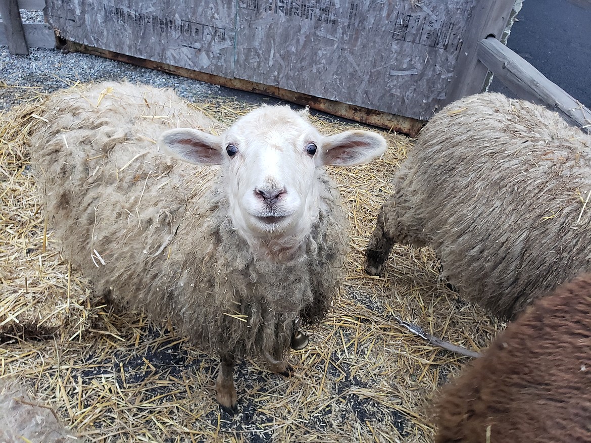 A sheep participating in a petting zoo before being led through a manger by a shepherd as part of a Nativity reenactment at Stateline Speedway on Saturday.