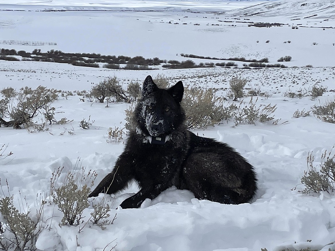 A female wolf pup is seen in North Park, Colo, in this February 2022 photograph. A handful of the predators have wandered into Colorado from Wyoming in recent years. (Eric Odell/Colorado Parks and Wildlife via AP)