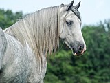 Navigating the mysteries of gray horse melanoma