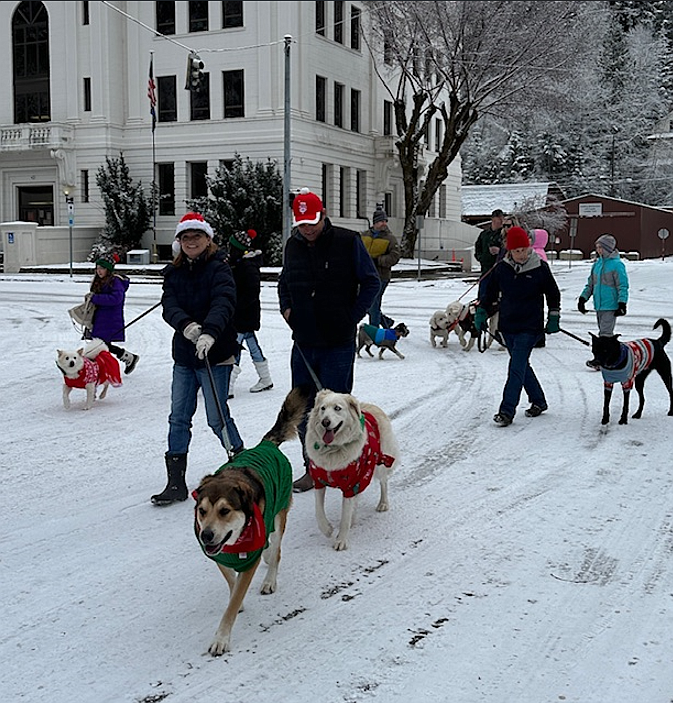 Decked out dogs took to the street during the Paw Parade on Saturday in Wallace.