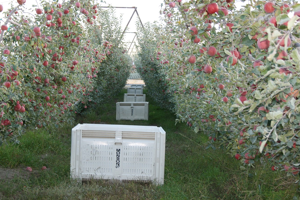 Boxes sit below apples ready to be picked in a Mattawa orchard. A report on H-2A workers presented at Thursday’s regular meeting discussed the relationship between H-2A workers and the city.