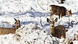 Big game can handle most Idaho winters, but IDFG is ready if emergencies arise