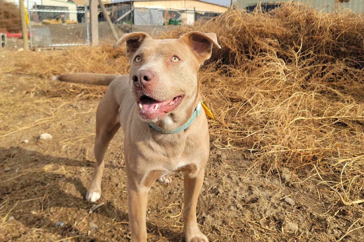 Tennessee the dog stands in the exterior area of Adams County Pet Rescue’s facility on Bench Road. Othello Mayor Shawn Logan announced in Monday’s city council meeting that ACPR had declined a contract offer from the city.