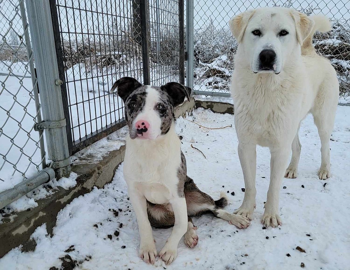 Two dogs in the exterior area of Adams County Pet Rescue’s facility. ACPR is currently in danger of having to shut its doors soon without increased funding and donations.