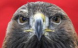 Men charged with killing 3,600 birds, including bald and golden eagles, to sell on black market