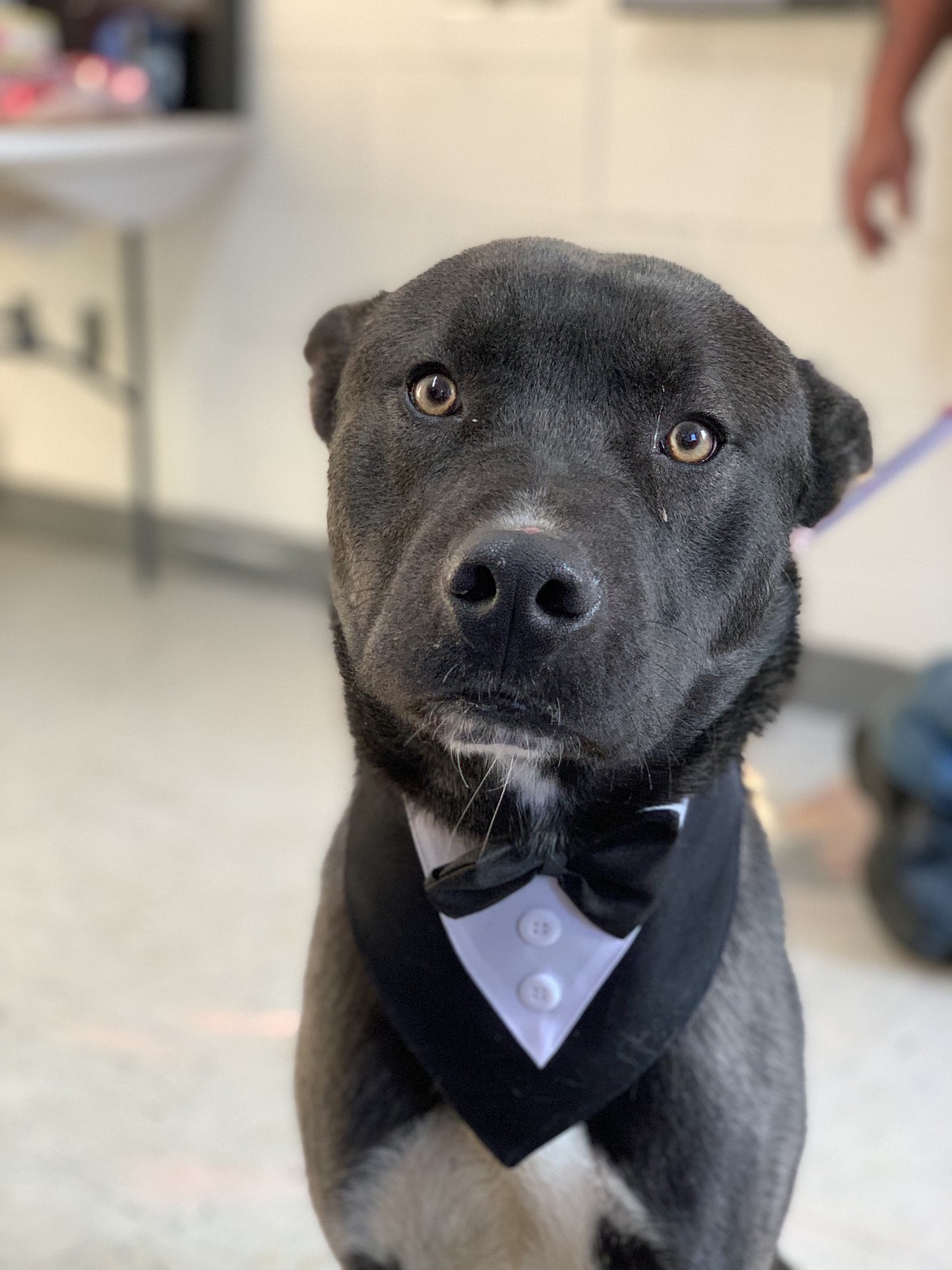 Timmy, a resident at Grant County Animal Outreach, put on his best bib and tucker to encourage people to attend the GCAO silent auction Saturday.