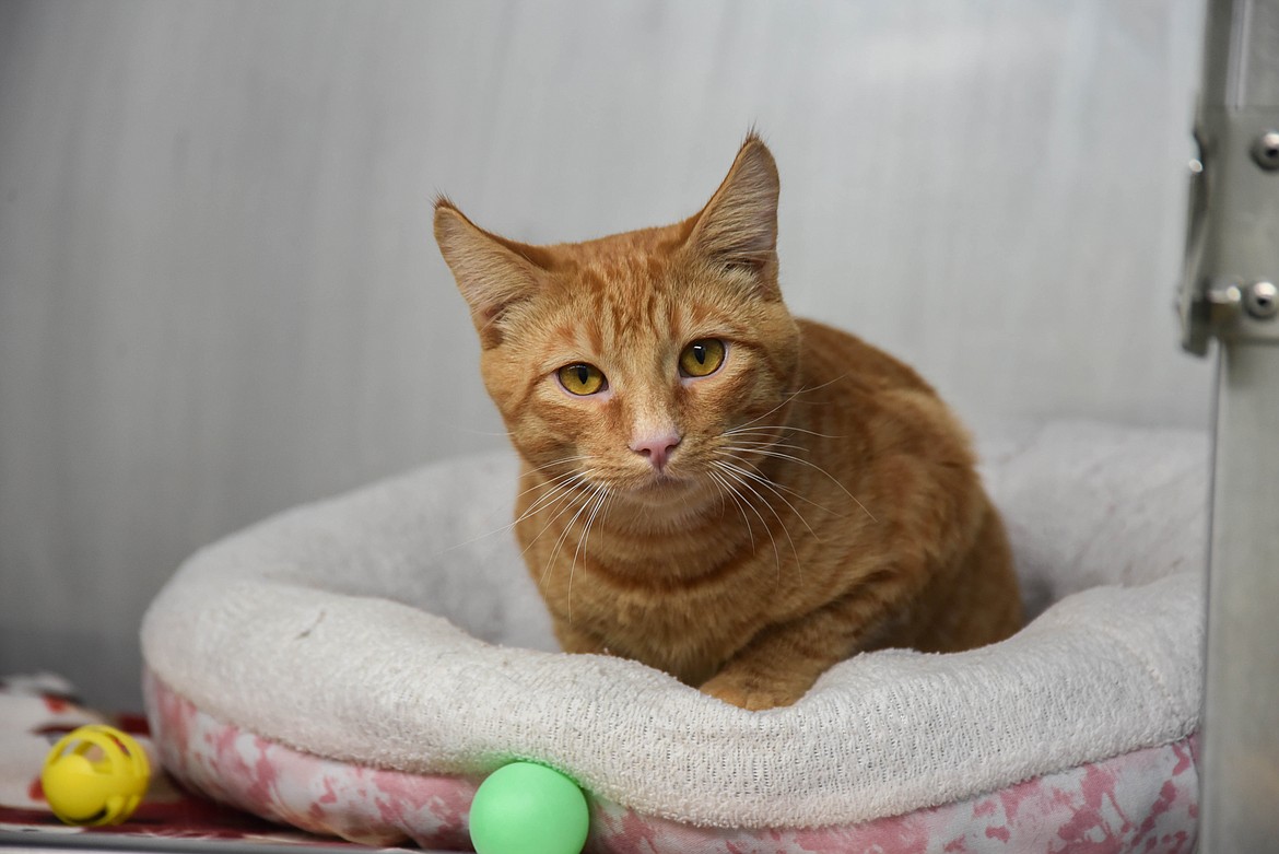 Goose lays on his bed at the Flathead County Animal Shelter in Dec. 2023. (Kate Heston/Daily Inter Lake)