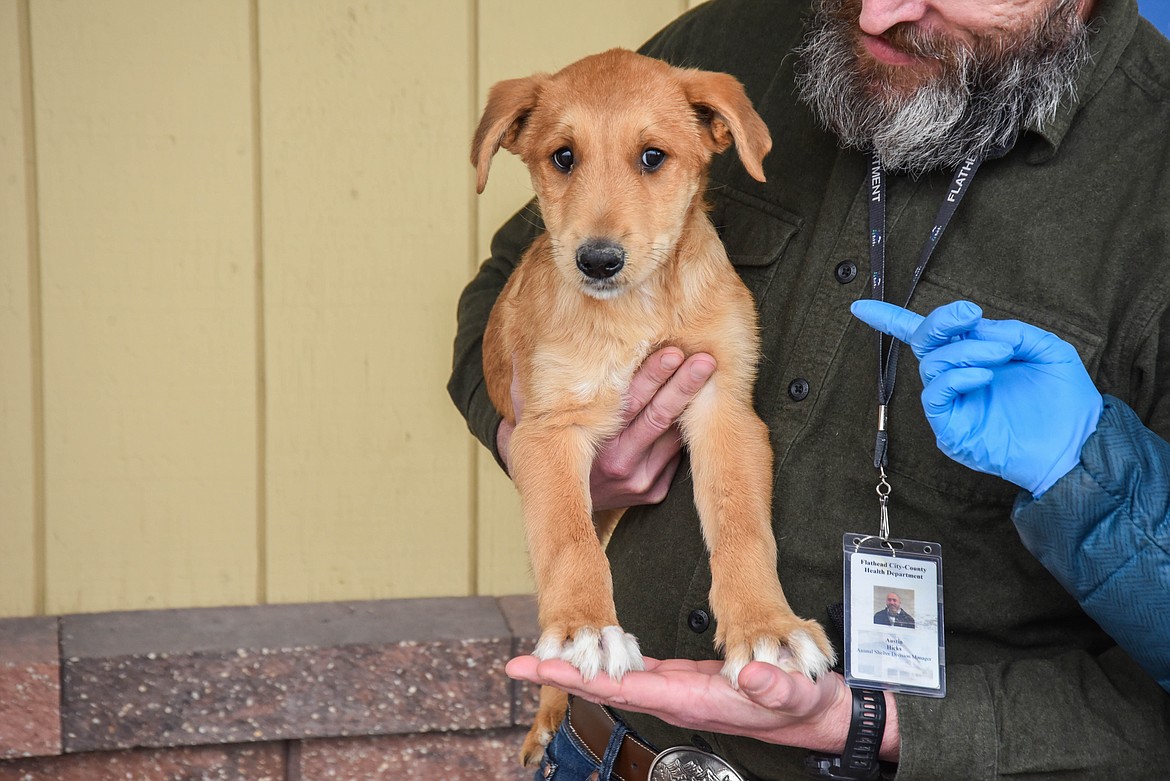 The Grinch, a puppy at the Flathead County Animal Shelter, is seen outside of the shelter on Dec. 14, 2023. Shelter director Austin Hicks is holding him. (Kate Heston/Daily Inter Lake)